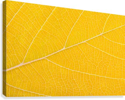 Autumn Leaf Canvas Print