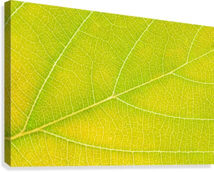 Autumn Leaf Canvas Print