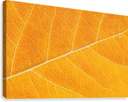 Autumn Leaf Canvas Print