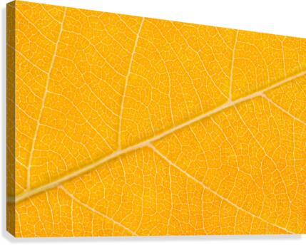 Autumn Leaf Canvas Print