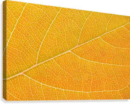 Autumn Leaf Canvas Print