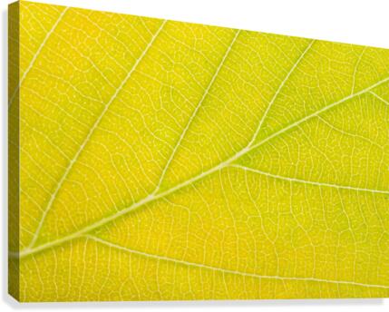 Autumn Leaf Canvas Print