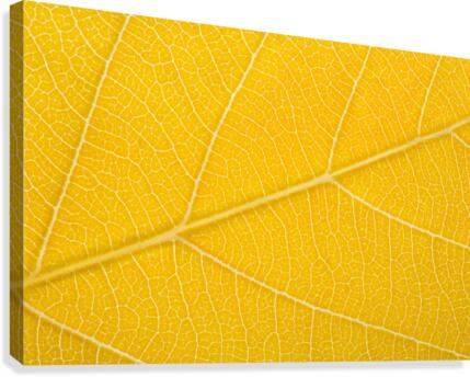 Autumn Leaf Canvas Print