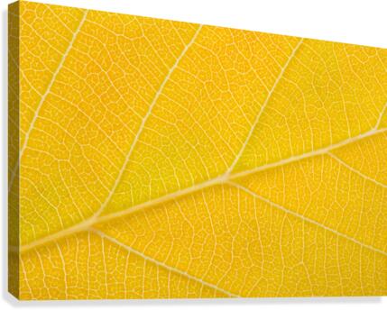 Autumn Leaf Canvas Print