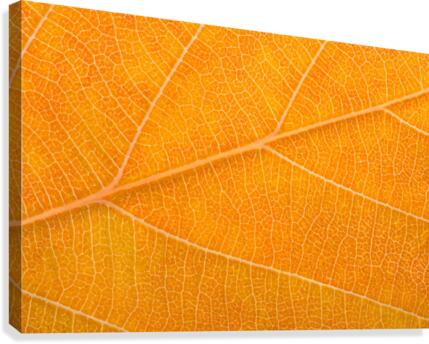 Autumn Leaf Canvas Print