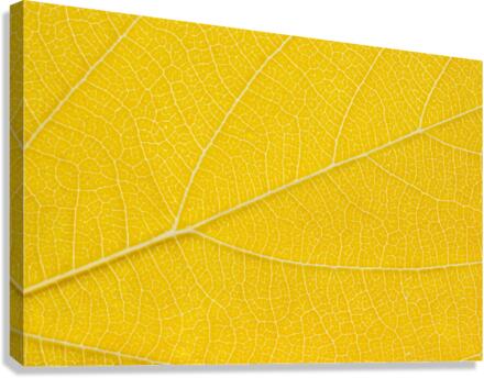 Autumn Leaf Canvas Print