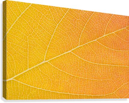 Autumn Leaf Canvas Print
