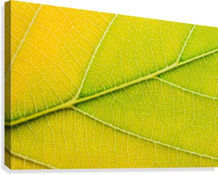 Autumn Leaf Canvas Print