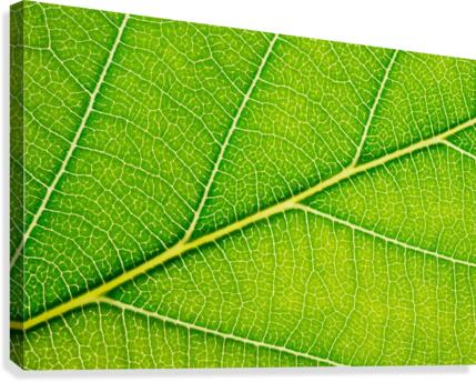 Autumn Leaf Canvas Print
