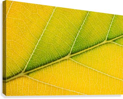 Autumn Leaf Canvas Print
