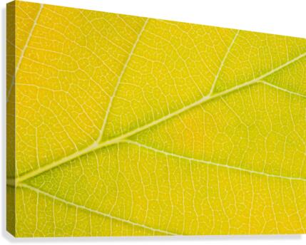 Autumn Leaf Canvas Print