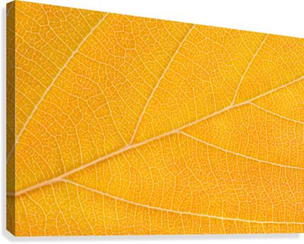 Autumn Leaf Canvas Print