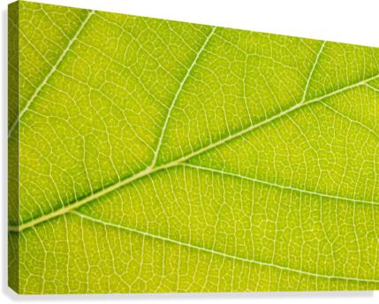 Autumn Leaf Canvas Print