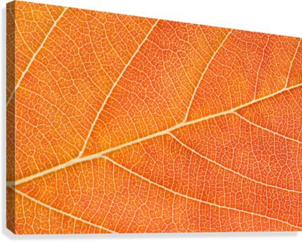 Autumn Leaf Canvas Print