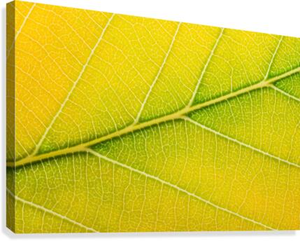 Autumn Leaf Canvas Print