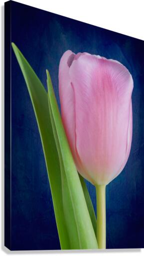 Tulip Canvas Print
