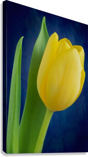 Tulip Canvas Print