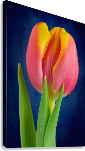 Tulip Canvas Print