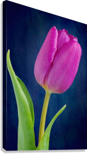 Tulip Canvas Print