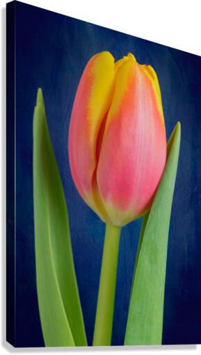 Tulip Canvas Print