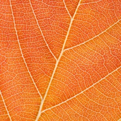 Autumn Leaf