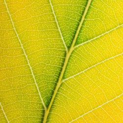 Autumn Leaf