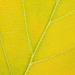 Autumn Leaf