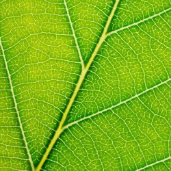 Autumn Leaf