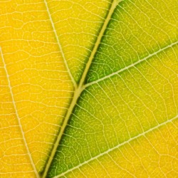 Autumn Leaf