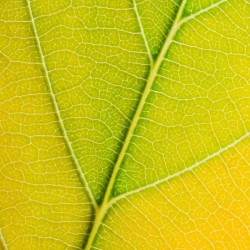 Autumn Leaf