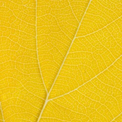 Autumn Leaf