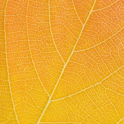 Autumn Leaf
