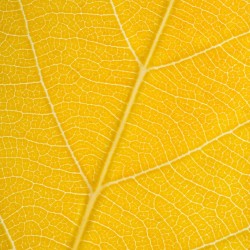 Autumn Leaf