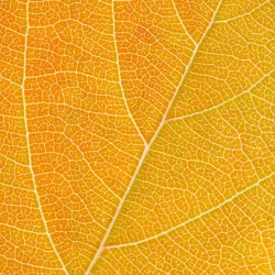 Autumn Leaf
