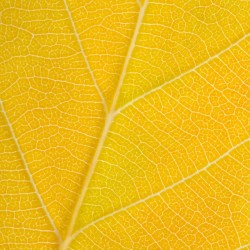 Autumn Leaf