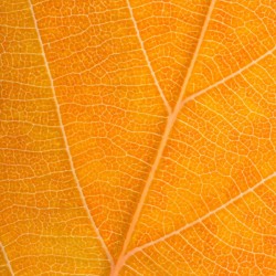 Autumn Leaf