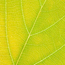 Autumn Leaf