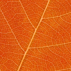 Autumn Leaf