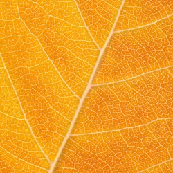 Autumn Leaf