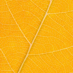 Autumn Leaf