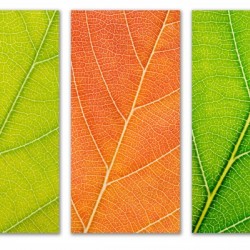 Autumn Leaves