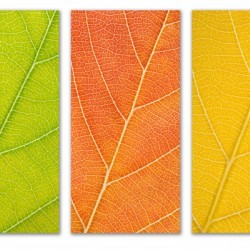 Autumn Leaves