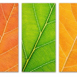 Autumn Leaves