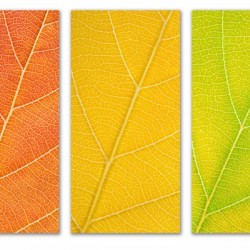 Autumn Leaves