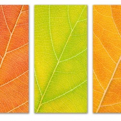 Autumn Leaves