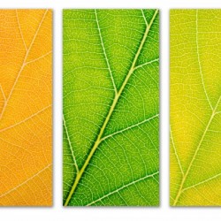 Autumn Leaves