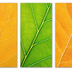 Autumn Leaves