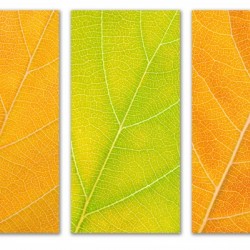 Autumn Leaves