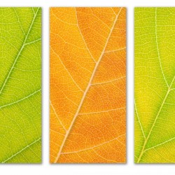 Autumn Leaves