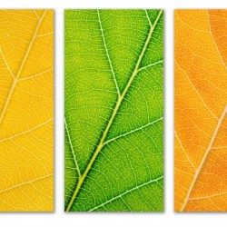 Autumn Leaves